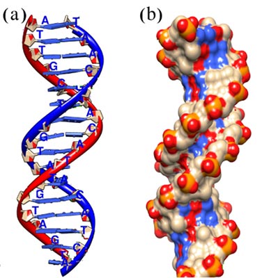 DNA Starnds labeled a and b respectively